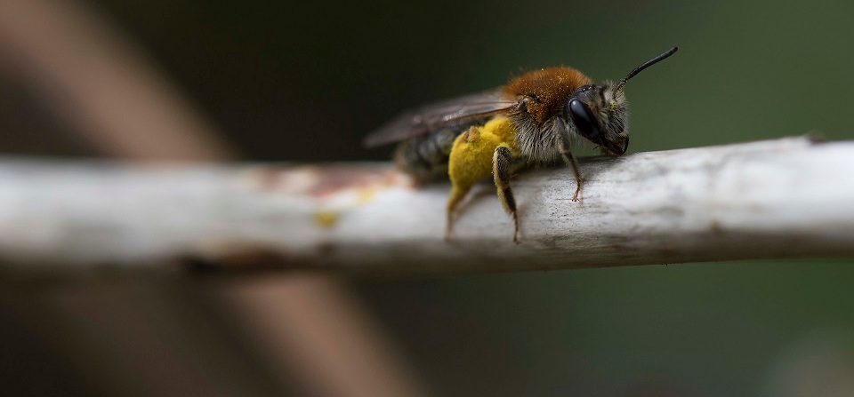 Hedgehog image credit: David Cooper/Hedgehog Street