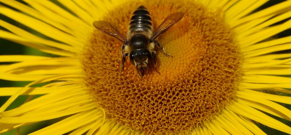 Wild About Gardens Week