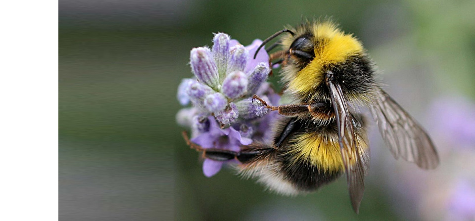 Wild About Gardens Week