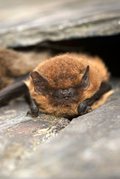 Common pipistrelle bat