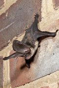 Noctule bat